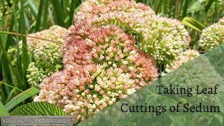 How to Easily Propagate Sedum from Leaf Cuttings Autumn Joy and Other Succulents [upl. by Atsirtal]