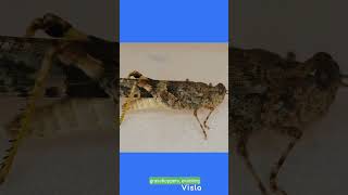 Discovering Grasshoppers The Surprising Truth [upl. by Raffin977]