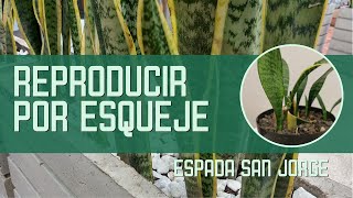 Reproducir Lengua de Suegra en Tierra 🌱  Sembrar Sansevieria por Esquejes [upl. by Atiekram]