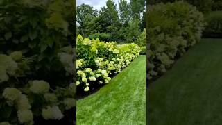 beautiful hydrangeas limelight гортензия hortensia flower paniculata [upl. by Ap]