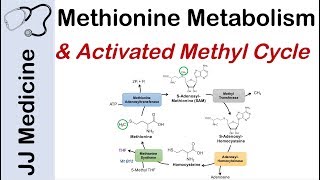 Methionine Metabolism and Activated Methyl Cycle  Pathway and Purpose [upl. by Deloria618]