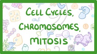 GCSE Biology  Cell cycles Chromosomes amp Mitosis 69 [upl. by Plotkin]