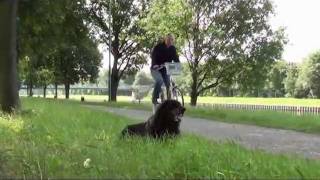 Platz auf Entfernung erste Übungen Hundeschule Hundetraining Hunde 1x1 in Datteln [upl. by Hermine]