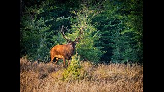 Kronhjortejagt i Polen [upl. by Crocker]