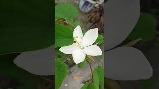 Bauhinia acuminata nature gardenplants [upl. by Abigale]