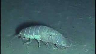 Deep Sea Isopods [upl. by Oby675]