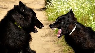 Belgian Groenendael Dog Attack [upl. by Haerb]