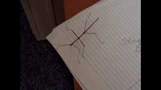 American Walking Stick Bug Insect [upl. by Eelyab]