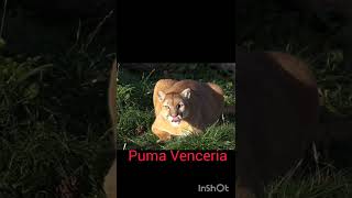 Puma Norte Americano Vs Leopardo Africano [upl. by Akkire532]