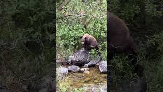 Black bear bear bear animals nature creatures [upl. by Batista533]