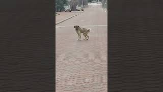 Topal oyunu oynayan köpek [upl. by Ahso]