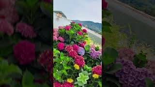 Beautiful Songhae Park Series 1🏞🖼😱🇰🇷 bright燦 하늘여행 mv leechanwon 이찬원 challenge travel flower [upl. by Halsey]