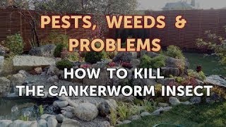 How to Kill the Cankerworm Insect [upl. by Adien]