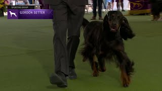 Setters Gordon  Breed Judging 2023 [upl. by Natalia]