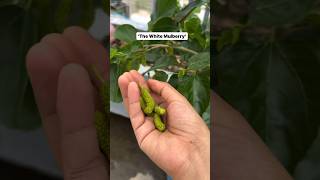 Mulberry plant in a pot shortsindia fruitplants mulberrytree containergardening [upl. by Akvir]