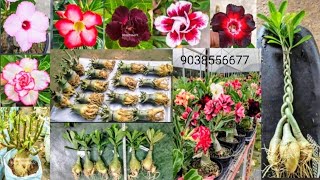 Biggest Adenium plant collection Wholesale  Arabicum Flower collection  Adenium grrafting seed [upl. by Baumann516]