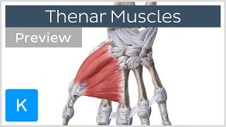 Thenar muscles of the hand preview  Human Anatomy  Kenhub [upl. by Basso]