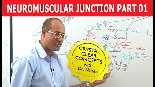 Neuromuscular Junction  Dr Najeeb  Part 12 [upl. by Notnirt537]