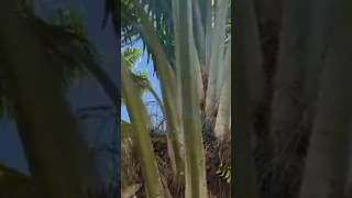 SUPER NITROGEN MULCH Increasing FFB breakthrough for the palm oil tree industry must see video7of 30 [upl. by Darrell587]