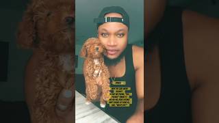 Hey Pookie Lyrics heypookie shorts viralvideo poodle puppy [upl. by Moulden601]