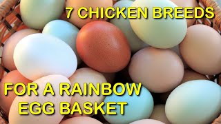 7 Chicken Breeds For A Rainbow Egg Basket  Bonus Video [upl. by Pangaro705]