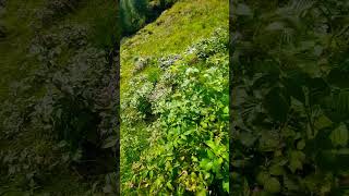 Camminata Valli di SantAntonio Val camonica Alpi trekking [upl. by Nnodnarb]