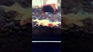 Pleco food🐠like comment subscribe share watch pleco aquarium relaxing love food eat [upl. by Combs]