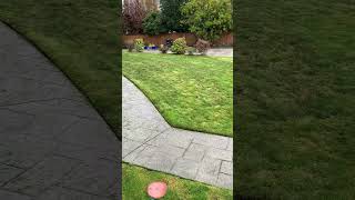 Landscaper vs Lawn care dude landscaper garden lawncare pruning hedges lawnmowing [upl. by Nedgo]