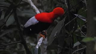 GALLITOS DE ROCA Rupicola peruvianus  ANDEAN COCK OF THE ROCK  Refugio Paz de Las Aves ECUADOR [upl. by Opportina]