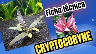 🌿CRYPTOCORYNE🌿 🌱ficha técnica🌱 [upl. by Adnamal]