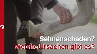 Sehnenschäden verstehen Symptome Ursachen und moderne Behandlungsmethoden [upl. by Marve354]