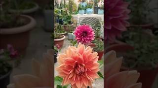 Beautiful colour collection dahlia flowers 🌸 wintergardening naturelovers youtubeshorts [upl. by Neenaej]