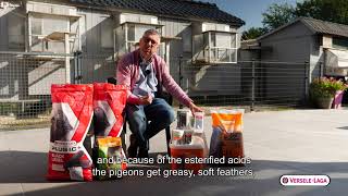 Nutrition tips for pigeon breeders of Wim Boddaert  moulting period [upl. by Taryne]