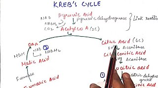 KREBS CYCLE  RESPIRATION IN PLANT  NCERT  NEET  BIOCHEMISTRY [upl. by Lorianna793]