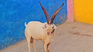 Date1392024 Markhor Crass goat 1 breedar 7 pregnant Bakria no1 breed of Pakistan goat Farming [upl. by Adnahsor124]