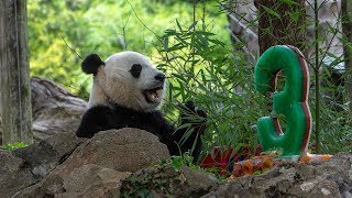 Bei Bei the Panda Devours 3rd Birthday Ice Cake During Celebration [upl. by Tillo240]