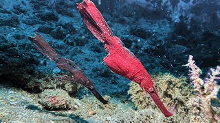 Robust ghost pipefish Maroon color in Ambon  Indonesia  September 2024 4K60fps [upl. by Gavrielle579]