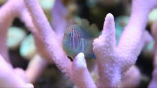 Green Clown Goby HD MACRO Gobiodon histrio rivulatus [upl. by Lorenz]