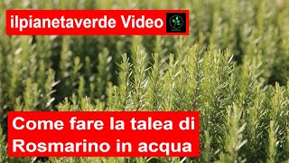 Come riprodurre con la talea il Rosmarino in acqua  Rosmarinus [upl. by Ettenig]