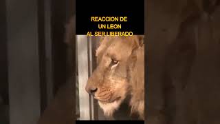 Reacción de leones al ser liberados visionproyecto animales [upl. by Tani]