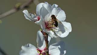 Almendros en flor [upl. by Newman]