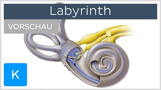 Labyrinth Aufbau und Funktion Vorschau Â Kenhub [upl. by Asilak972]