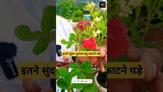 ROSE PLANT GROWING TIPS FOR HEAVY BLOOMING farming indoorplants rose garden furtilizer plants [upl. by Ycnalc]