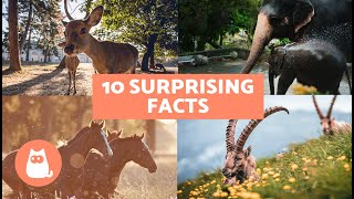 10 SURPRISING FACTS About MAMMALS 🐻 Fun Mammal Facts [upl. by Mikahs]