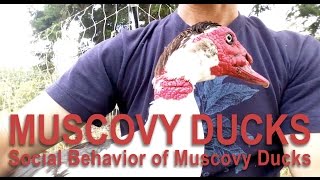 Raising Muscovy Ducks and Their Behaviors [upl. by Celestyn565]