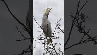 See a crestraising competition Watch cockatoos battle it out for the CREST Gold 🥇 [upl. by Ainel]