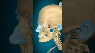 Temporomandibular joint Elevation Depressionprotraction and Retraction 3D animation shortsviral [upl. by Timus164]