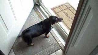 Dog Goes Nuts Over Doorbell [upl. by Jopa405]