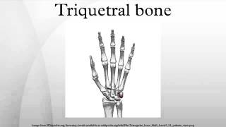 Triquetral bone [upl. by Llerral]