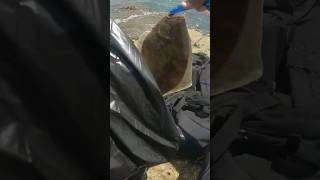 PB San Dab fishing fish beach sanddab fishing fishinglife fillet shrimp [upl. by Ernesta105]